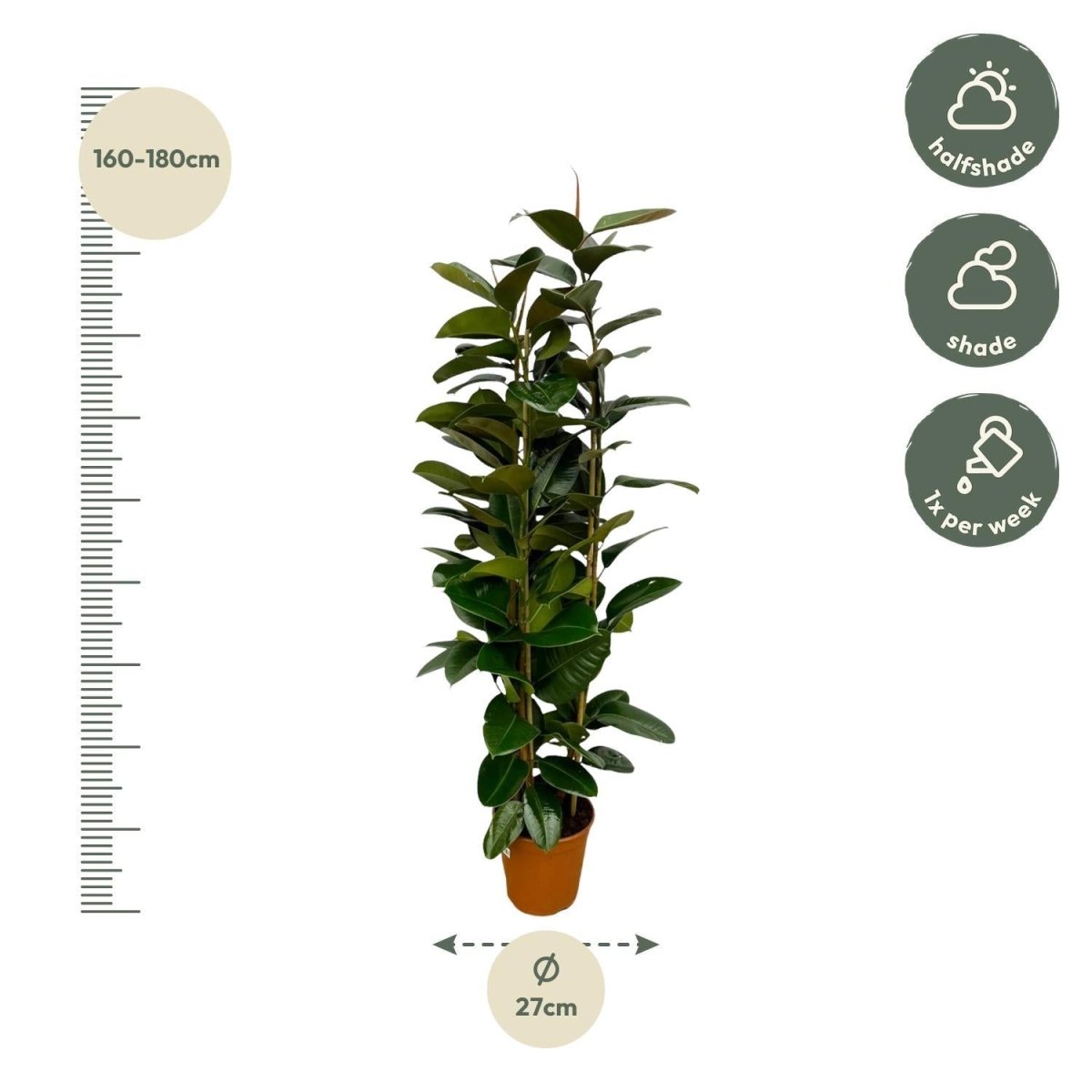 Ficus Elastica Robusta struik 4 - LushLeaf | Online planten bestellen