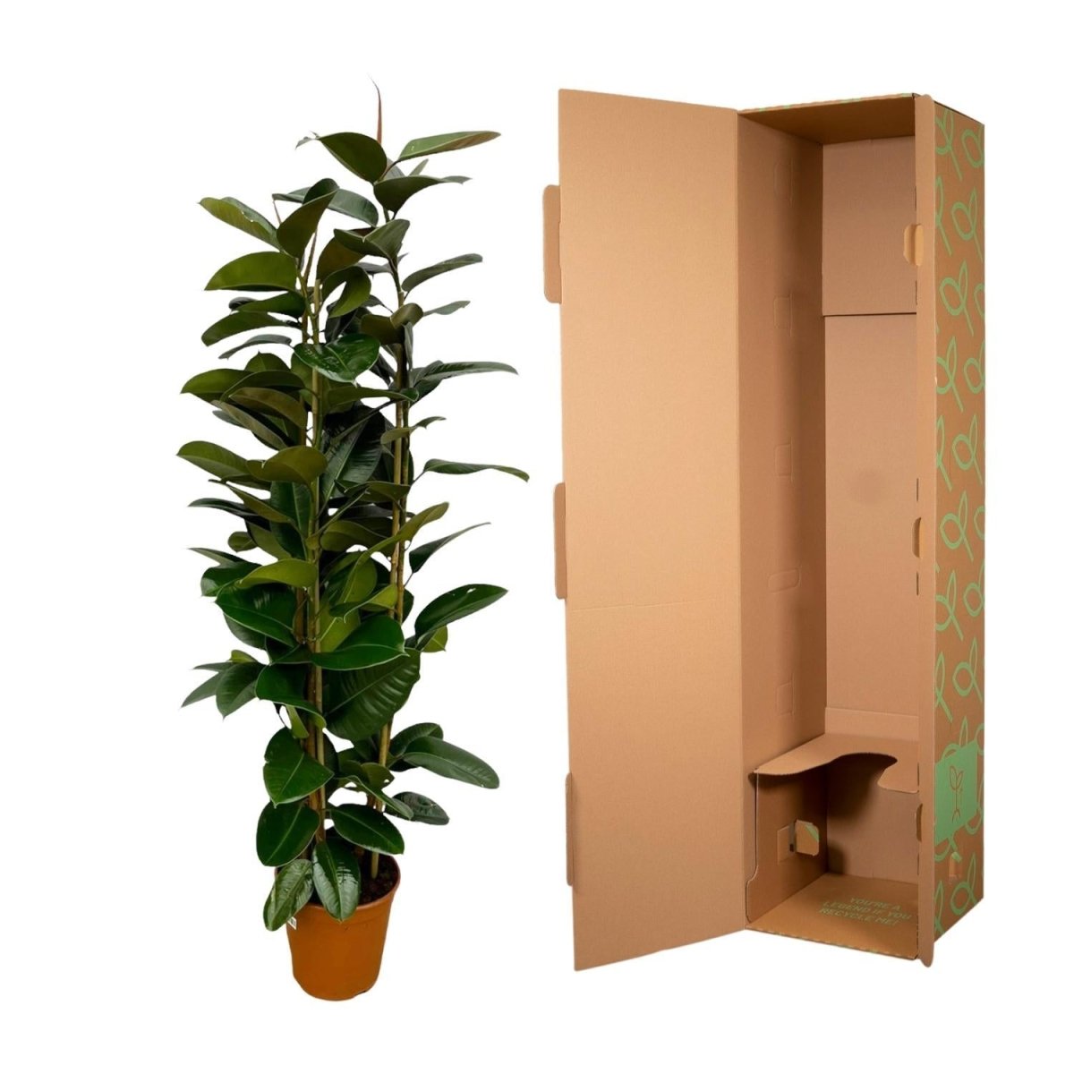 Ficus Elastica Robusta struik 5 - LushLeaf | Online planten bestellen