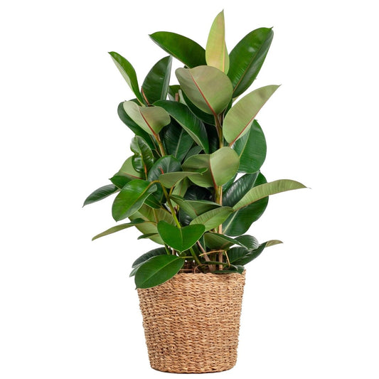 Ficus Elastica Robusta XL met Torun mand naturel 1 - LushLeaf | Online planten bestellen