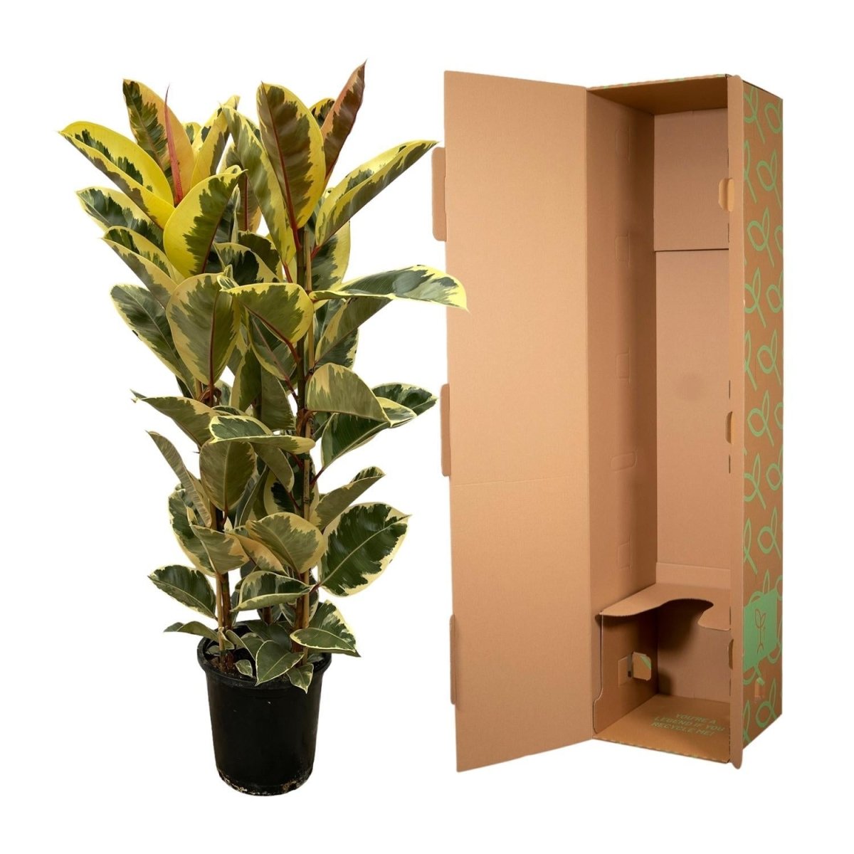 Ficus Elastica Tineke struik | Geel 5 - LushLeaf | Online planten bestellen