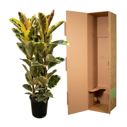 Ficus Elastica Tineke struik | Geel 5 - LushLeaf | Online planten bestellen