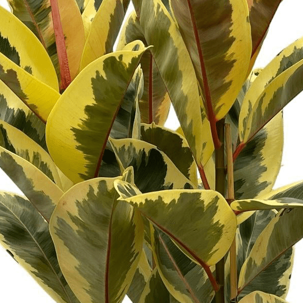 Ficus Elastica Tineke struik | Geel 2 - LushLeaf | Online planten bestellen