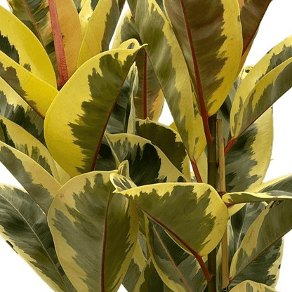 Ficus Elastica Tineke struik | Geel 2 - LushLeaf | Online planten bestellen