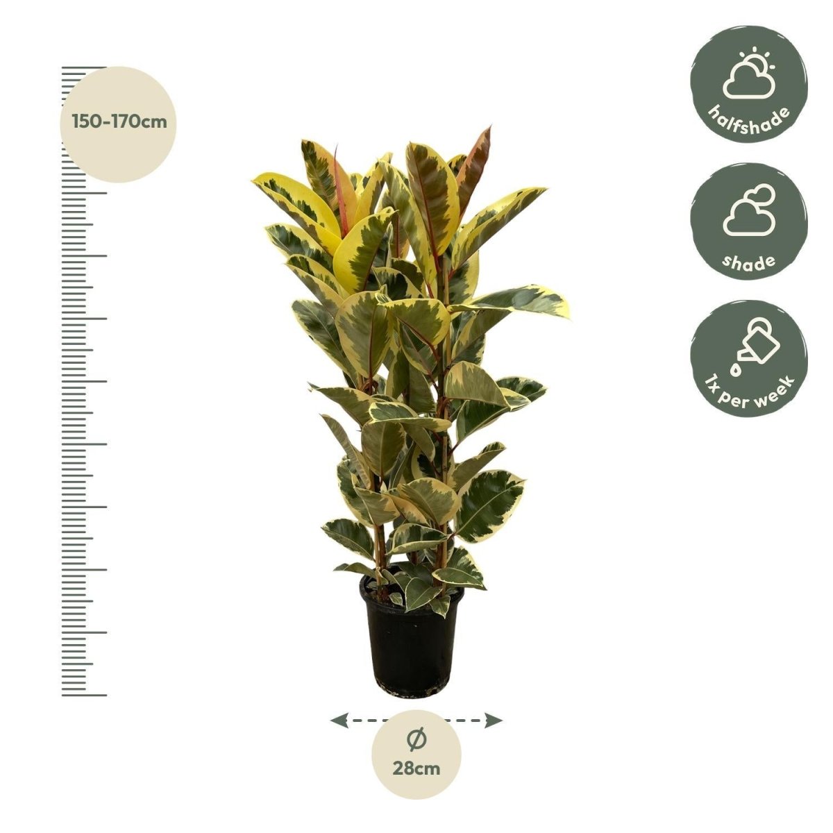 Ficus Elastica Tineke struik | Geel 4 - LushLeaf | Online planten bestellen