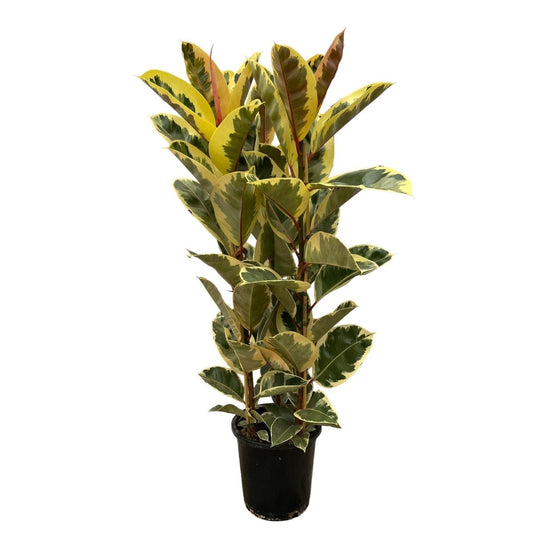 Ficus Elastica Tineke struik | Geel 1 - LushLeaf | Online planten bestellen