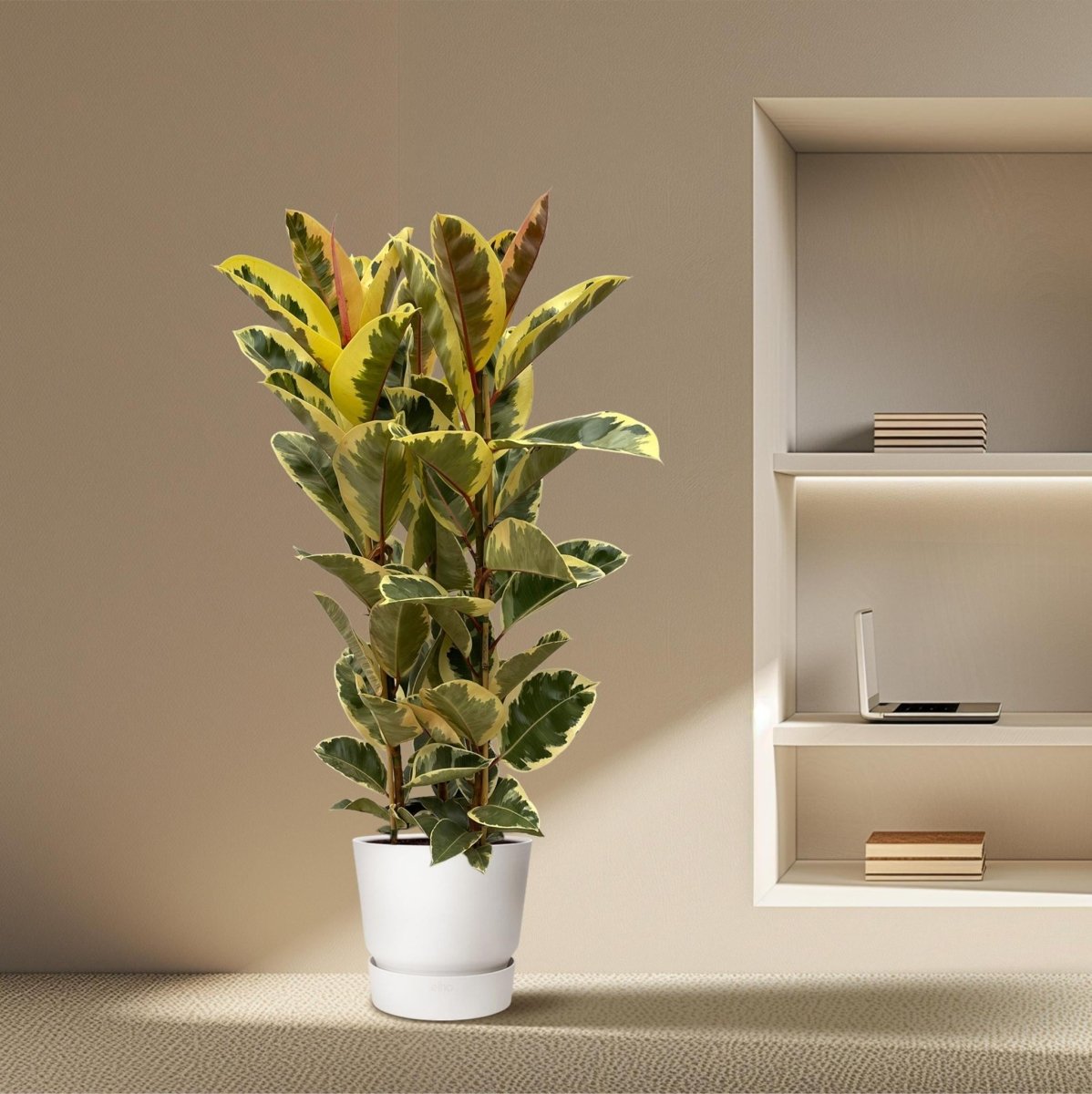 Ficus Elastica Tineke struik | Geel 3 - LushLeaf | Online planten bestellen