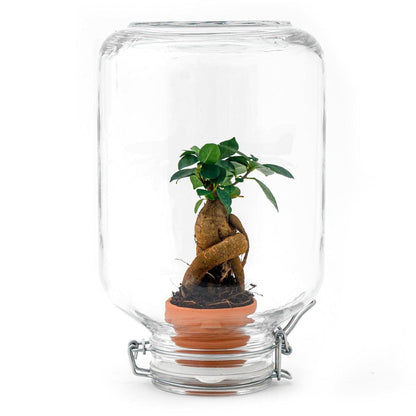 Ficus Ginseng bonsai | Easyplant 1 - LushLeaf | Online planten bestellen