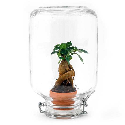Ficus Ginseng bonsai | Easyplant 1 - LushLeaf | Online planten bestellen