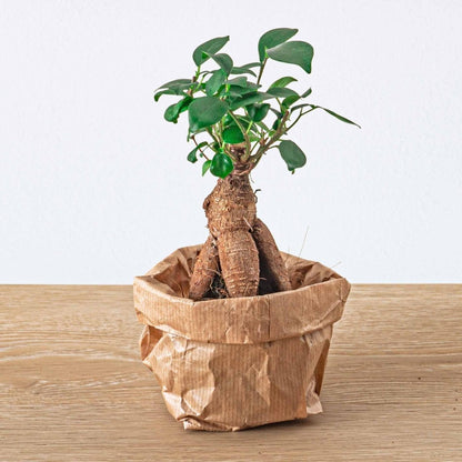 Ficus Ginseng bonsai - Planten terrarium pakket - Navulling & Startpakket | DIY 5 - LushLeaf | Online planten bestellen