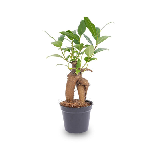 Ficus Ginseng bonsai | Terrarium plant 1 - LushLeaf | Online planten bestellen