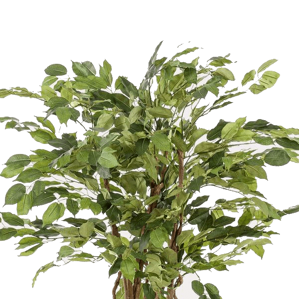 Ficus liana - Vioolbladplant | kunstplant 2 - LushLeaf | Online planten bestellen