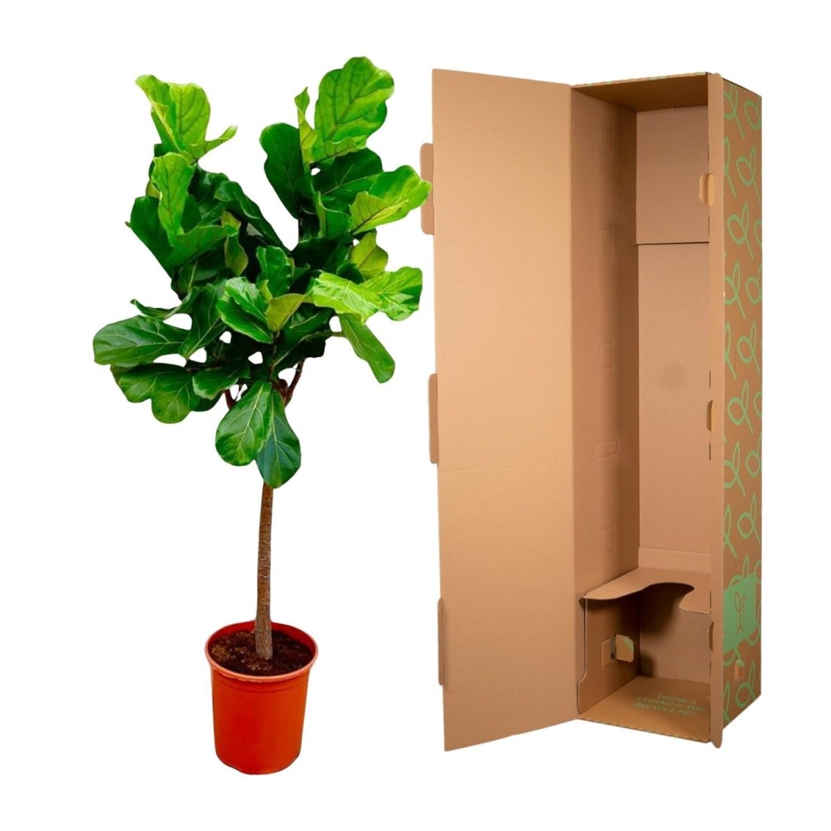 Ficus Lyrata boom 5 - LushLeaf | Online planten bestellen