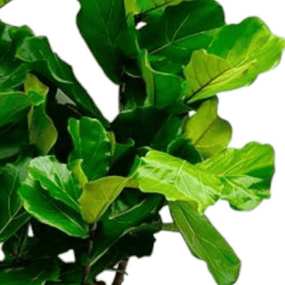 Ficus Lyrata boom 2 - LushLeaf | Online planten bestellen