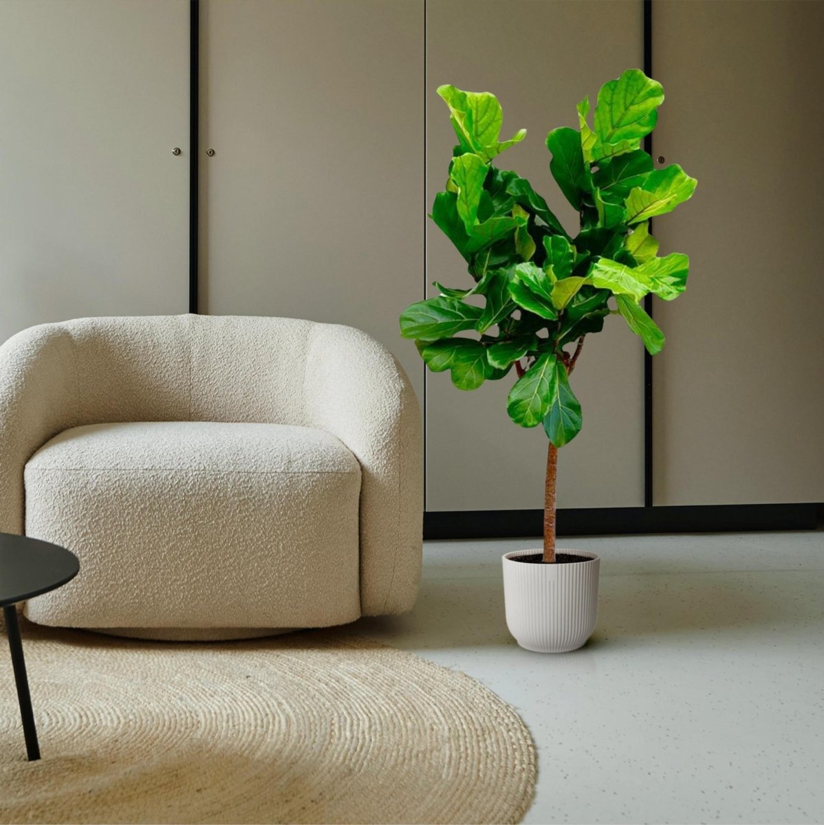 Ficus Lyrata boom 3 - LushLeaf | Online planten bestellen