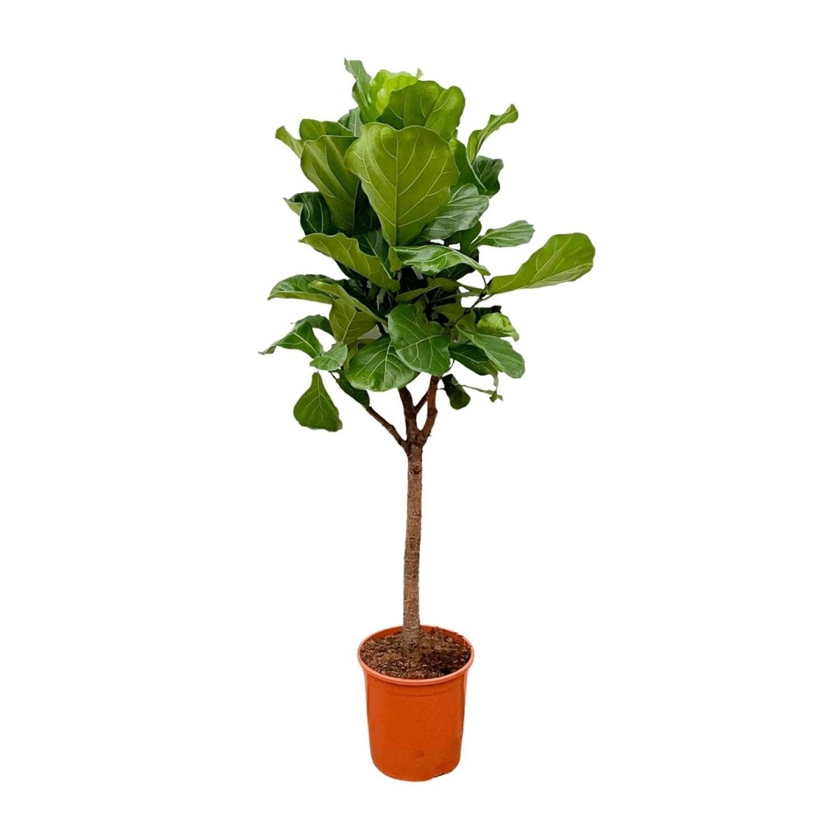 Ficus Lyrata boom 6 - LushLeaf | Online planten bestellen