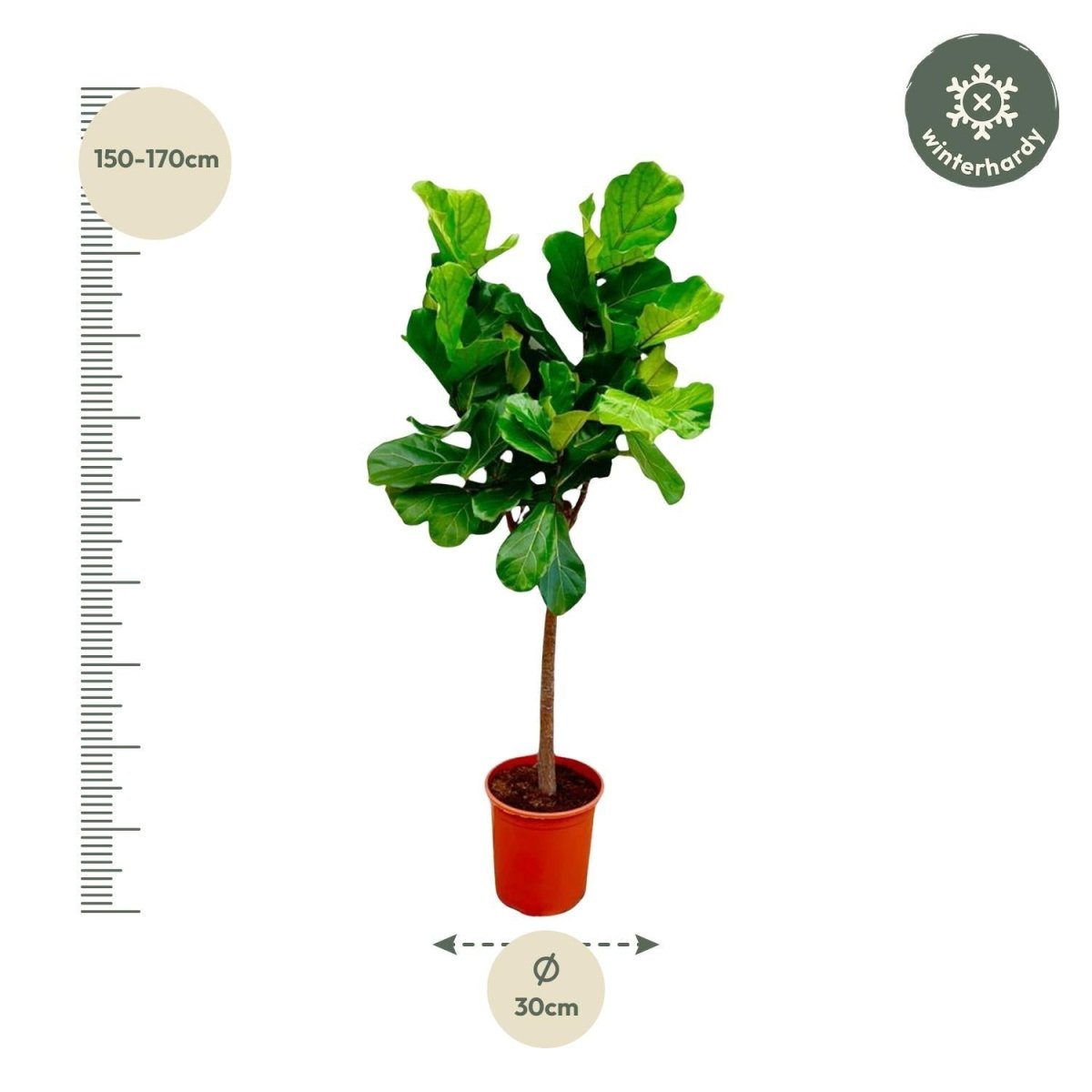 Ficus Lyrata boom 4 - LushLeaf | Online planten bestellen