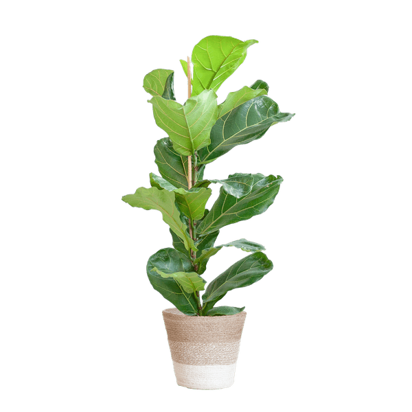 Ficus Lyrata met pot 1 - LushLeaf | Online planten bestellen