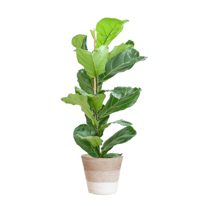Ficus Lyrata met pot 1 - LushLeaf | Online planten bestellen