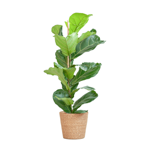Ficus Lyrata met pot 6 - LushLeaf | Online planten bestellen