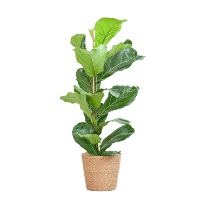 Ficus Lyrata met pot 6 - LushLeaf | Online planten bestellen