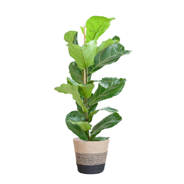 Ficus Lyrata met pot 5 - LushLeaf | Online planten bestellen