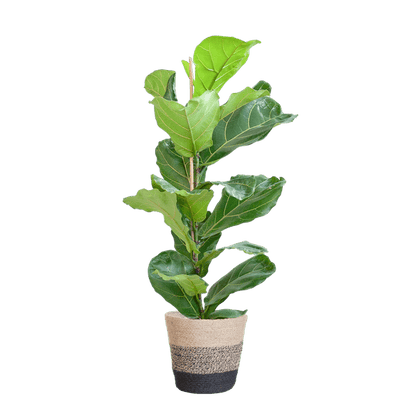 Ficus Lyrata met pot 5 - LushLeaf | Online planten bestellen