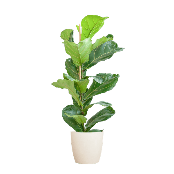 Ficus Lyrata met pot 7 - LushLeaf | Online planten bestellen