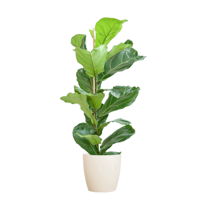 Ficus Lyrata met pot 7 - LushLeaf | Online planten bestellen