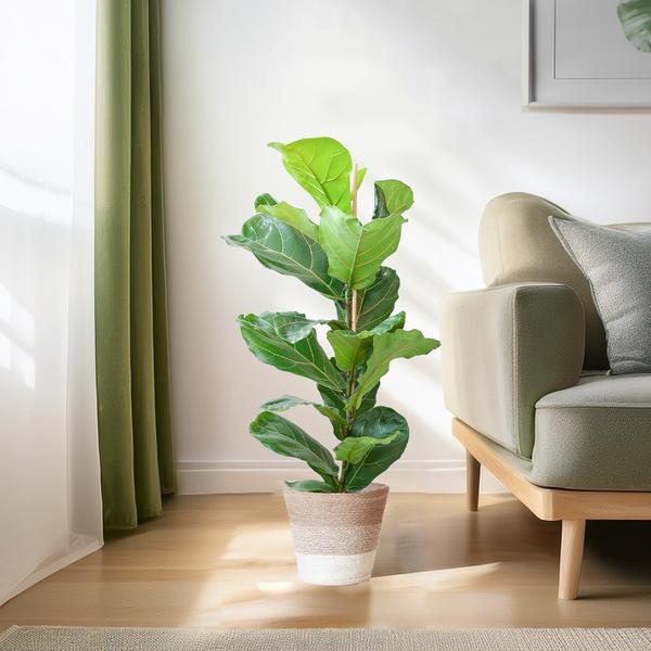 Ficus Lyrata met pot 3 - LushLeaf | Online planten bestellen