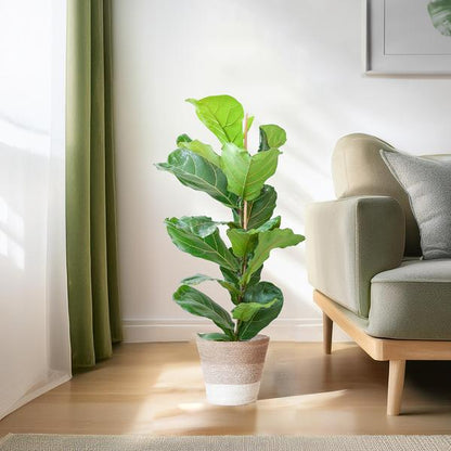 Ficus Lyrata met pot 3 - LushLeaf | Online planten bestellen