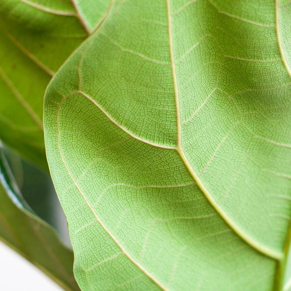Ficus Lyrata met pot 4 - LushLeaf | Online planten bestellen
