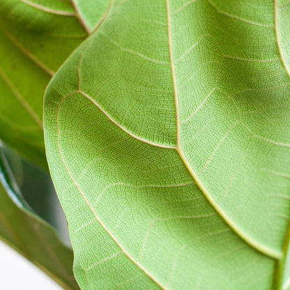 Ficus Lyrata met pot 4 - LushLeaf | Online planten bestellen