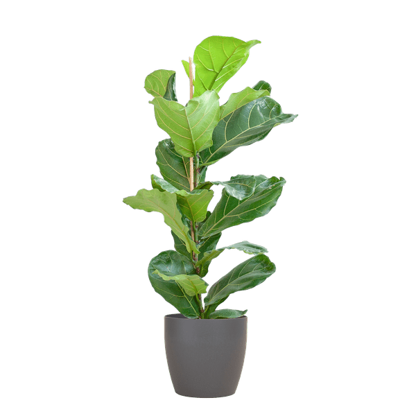 Ficus Lyrata met pot 8 - LushLeaf | Online planten bestellen