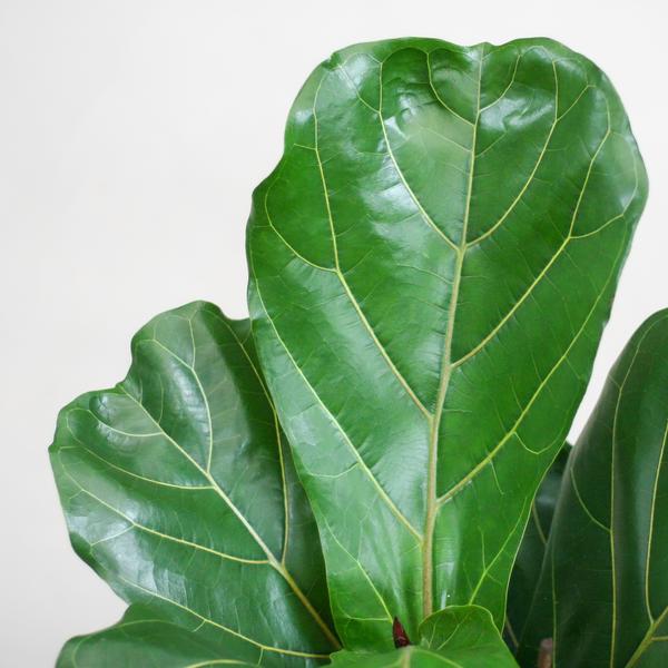 Ficus Lyrata met pot 2 - LushLeaf | Online planten bestellen