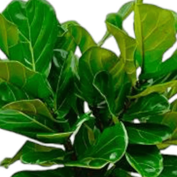 Ficus Lyrata stam 2 - LushLeaf | Online planten bestellen