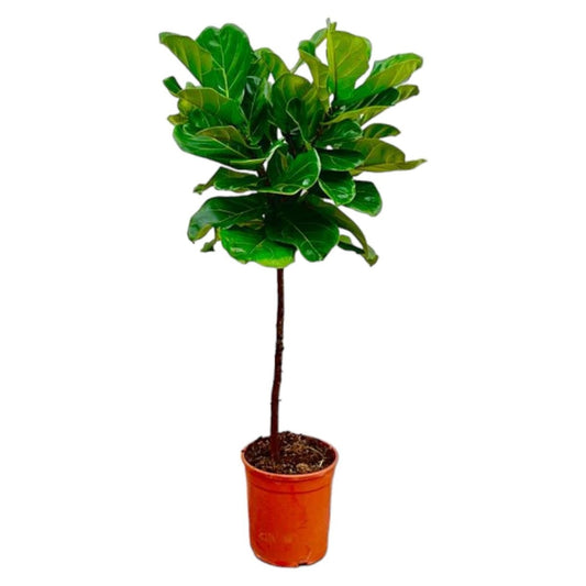 Ficus Lyrata stam 1 - LushLeaf | Online planten bestellen