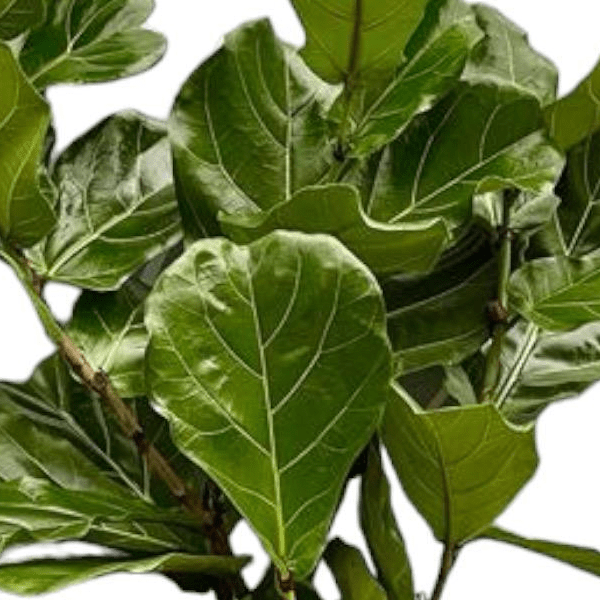 Ficus Lyrata stam | XL 2 - LushLeaf | Online planten bestellen