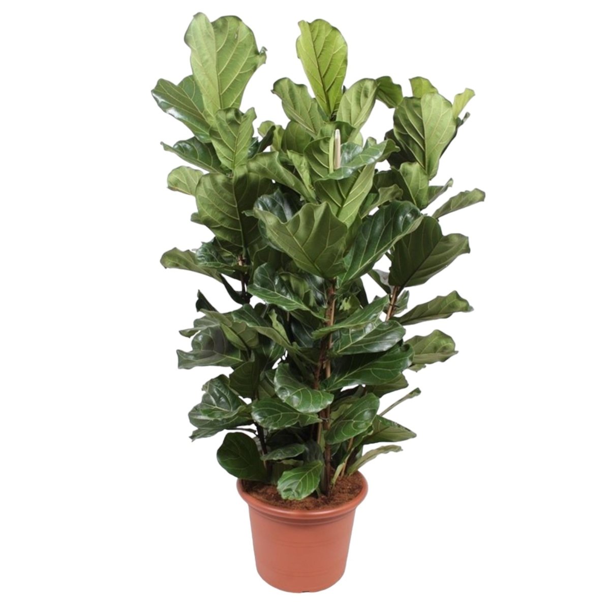 Ficus Lyrata struik 7 - LushLeaf | Online planten bestellen