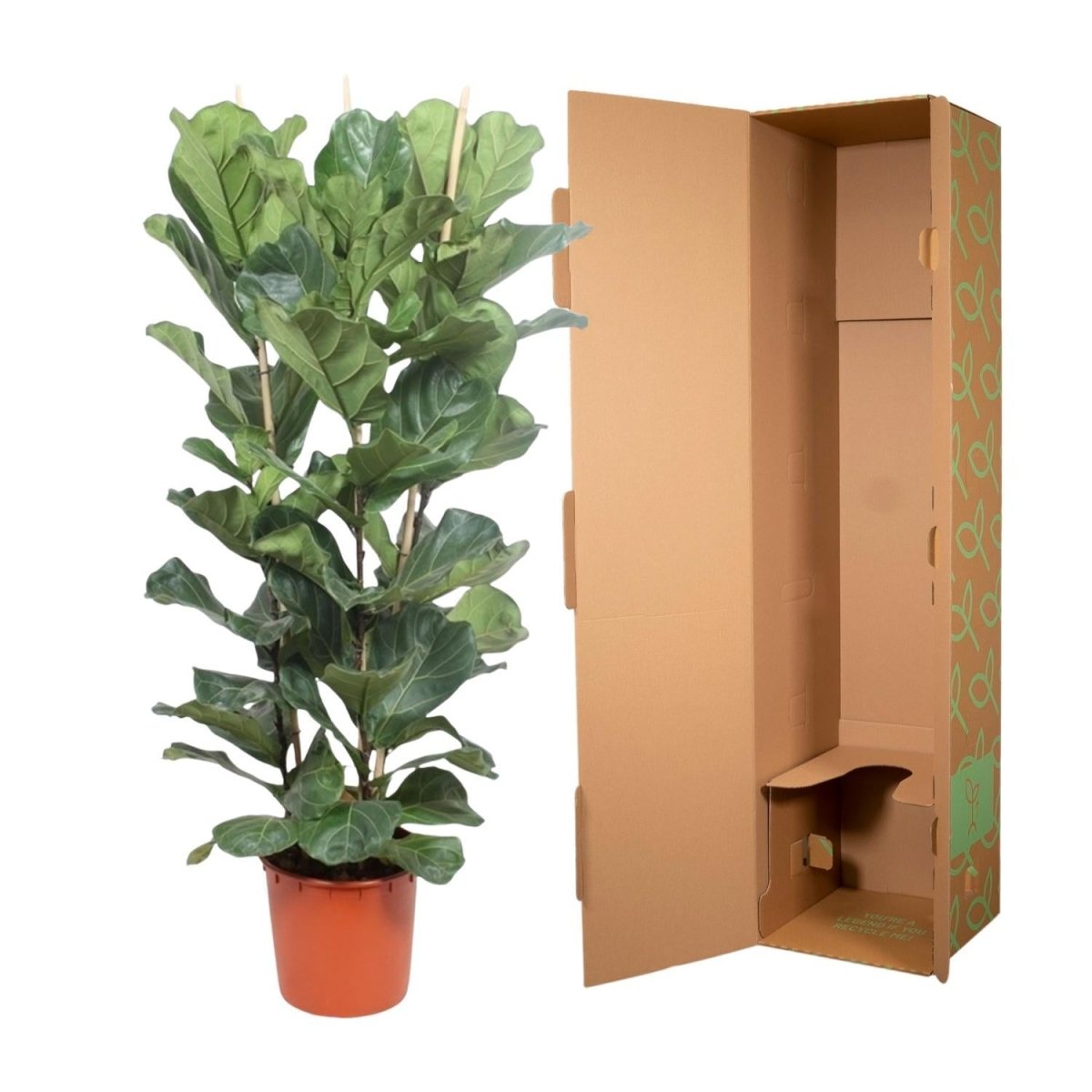 Ficus Lyrata struik 5 - LushLeaf | Online planten bestellen