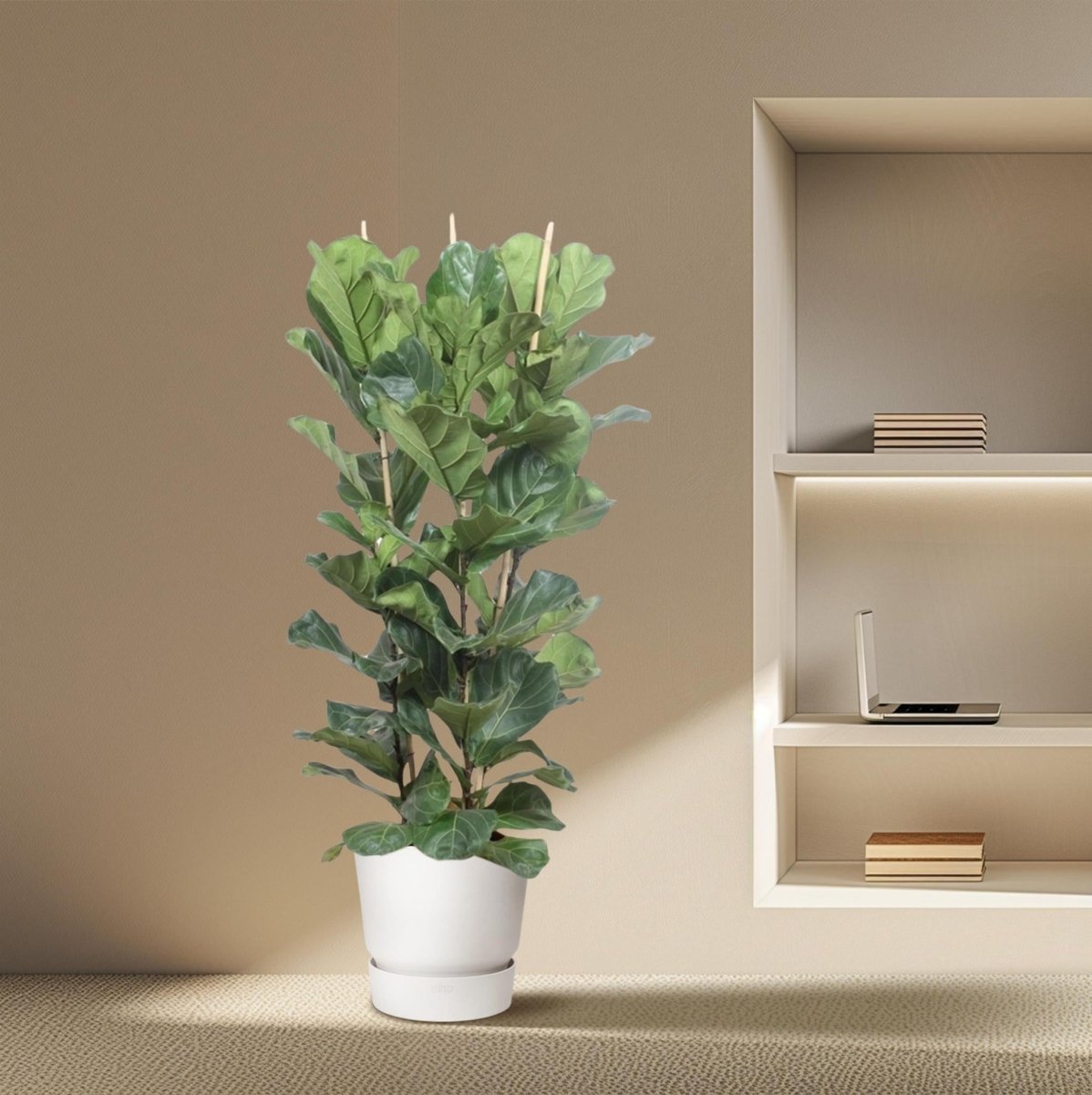 Ficus Lyrata struik 3 - LushLeaf | Online planten bestellen