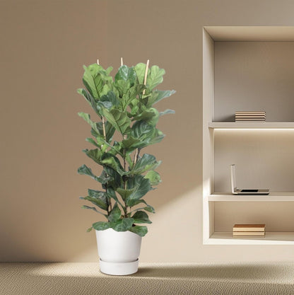 Ficus Lyrata struik 3 - LushLeaf | Online planten bestellen