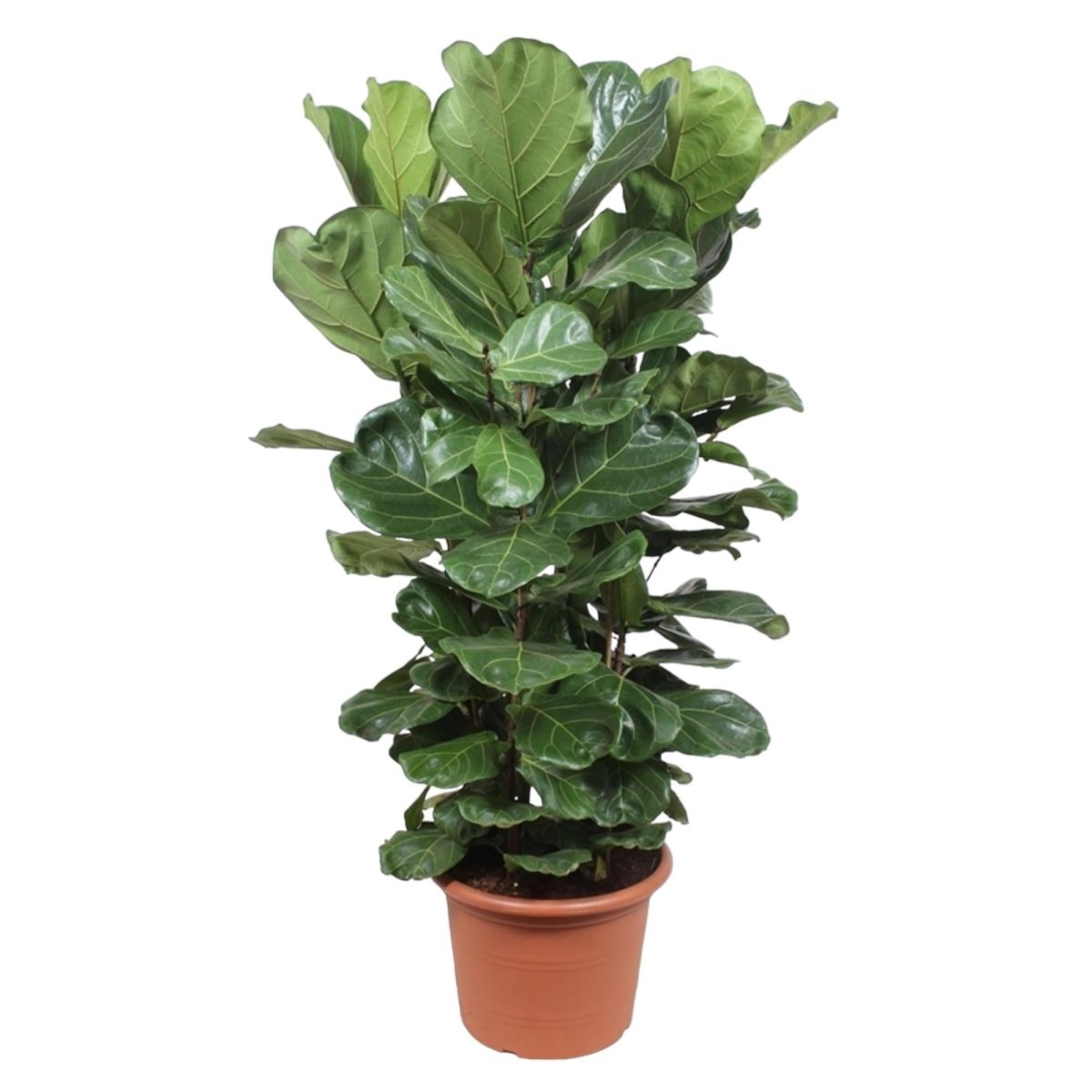 Ficus Lyrata struik 6 - LushLeaf | Online planten bestellen