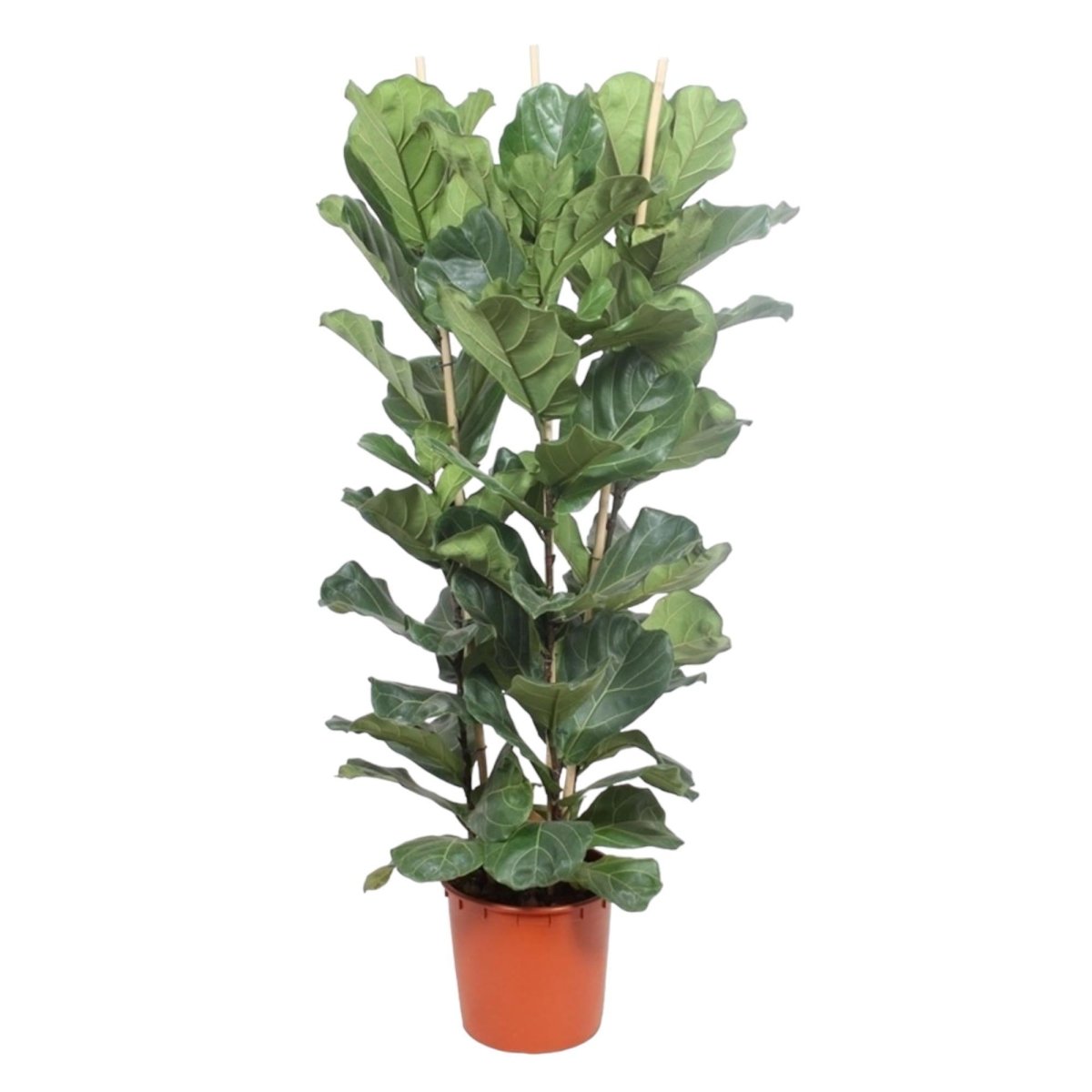 Ficus Lyrata struik 1 - LushLeaf | Online planten bestellen