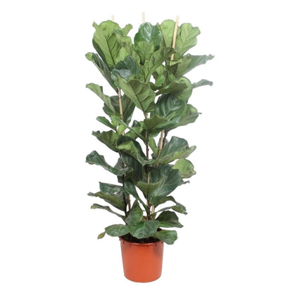 Ficus Lyrata struik 1 - LushLeaf | Online planten bestellen