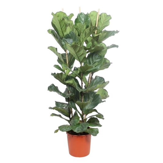 Ficus Lyrata struik 1 - LushLeaf | Online planten bestellen