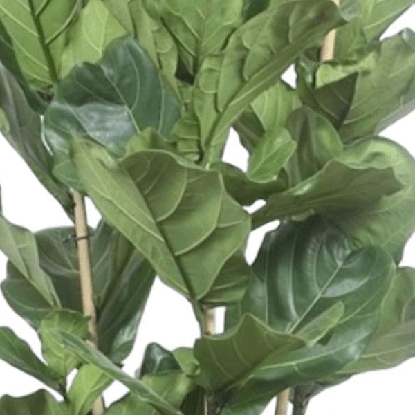 Ficus Lyrata struik 2 - LushLeaf | Online planten bestellen