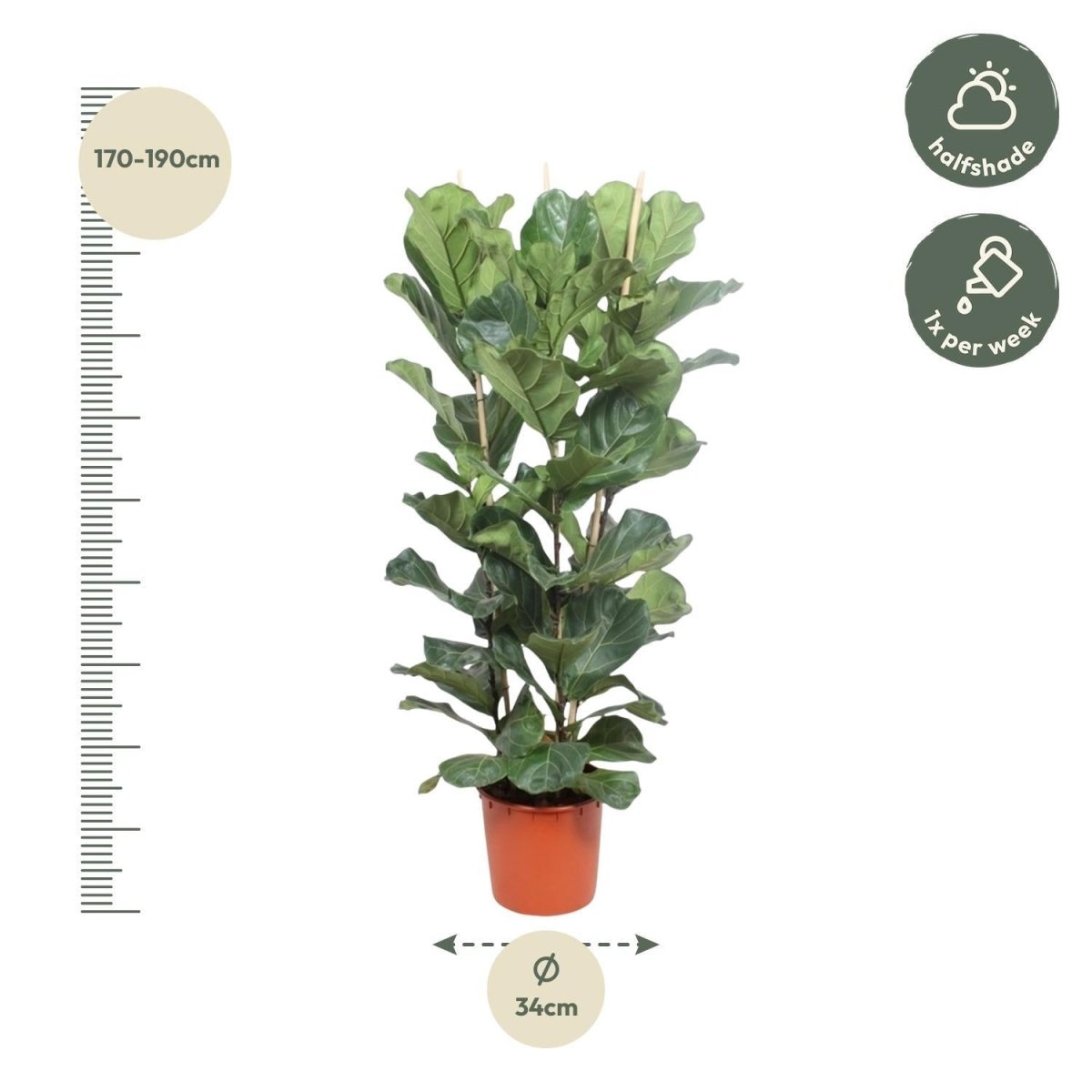 Ficus Lyrata struik 4 - LushLeaf | Online planten bestellen