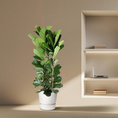 Ficus Lyrata struik | XXL 3 - LushLeaf | Online planten bestellen