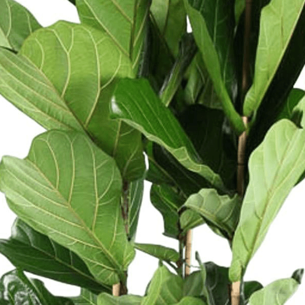 Ficus Lyrata struik | XXL 2 - LushLeaf | Online planten bestellen