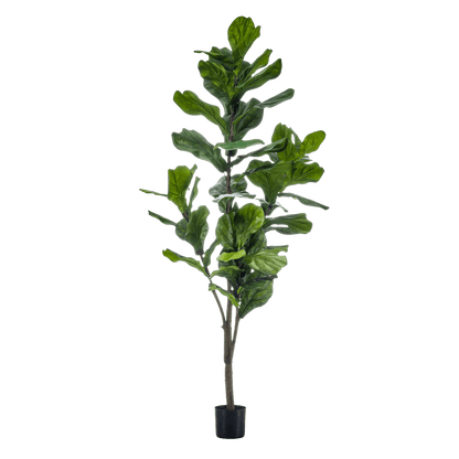 Ficus Lyrata - Tabaksplant | Kunstplant 6 - LushLeaf | Online planten bestellen